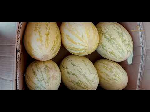Видео: Энг эртапишар Қовун етиштириш сирлари.
