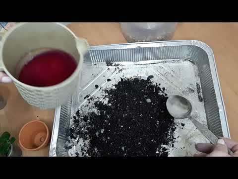 Видео: Джунгли в квартире.  Пересадка суккулентов.  Составление грунта.