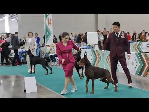 Видео: Доберман, Евразия 2024. 17.11.24. Класс Рабочий, кобели. (часть 2)