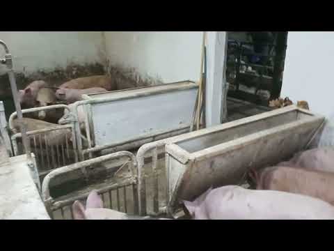 Видео: бункерная кормушка для свиней