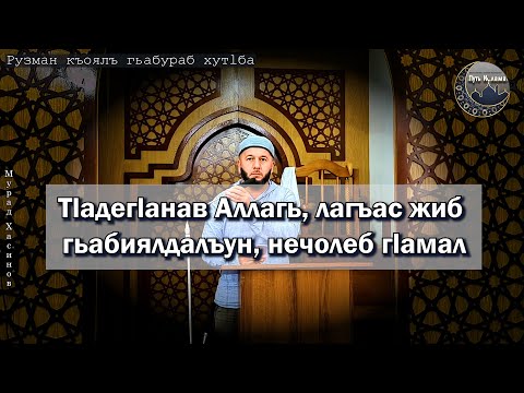 Видео: Цоги чи жандасаго цеве гьави - лъик1ал г1амалаздасан ккола