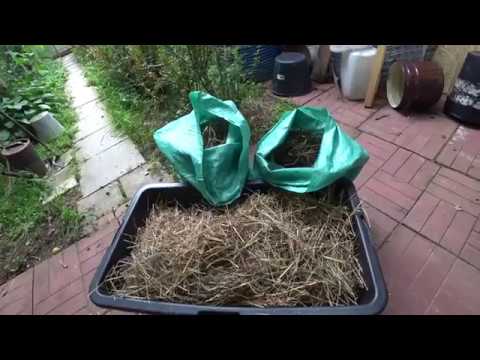 Видео: ГРИБЫ на даче. Вешенка. Часть 3. Интенсивный способ