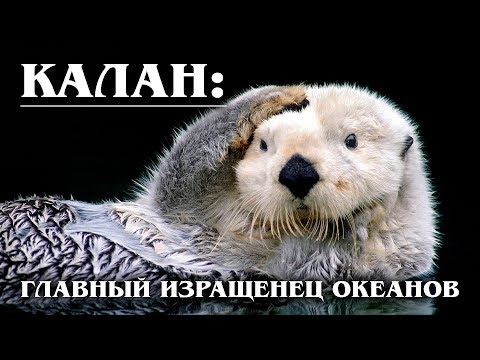 Видео: КАЛАН: Крупнейшая морская выдра | Интересные факты про выдр