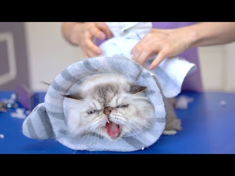 Видео: Кошачий грумер боится этого милого кота!! 😻🛁✂️❤️