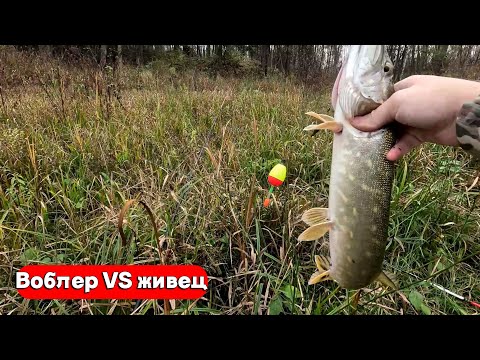 Видео: ЛОВЛЯ ЩУКИ В ОКТЯБРЕ! ЖИВЕЦ ИЛИ ВОБЛЕР - ЧТО ЛУЧШЕ?