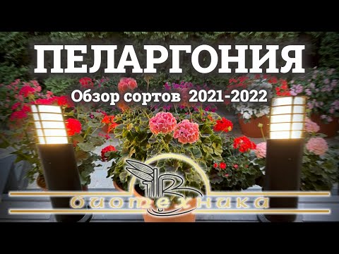 Видео: Выбираем гибридную пеларгонию из семян на сезон 2022!