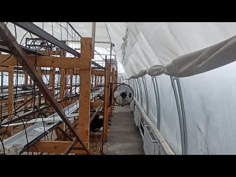 Видео: Модернизация теплицы перед выгонкой тюльпанов.