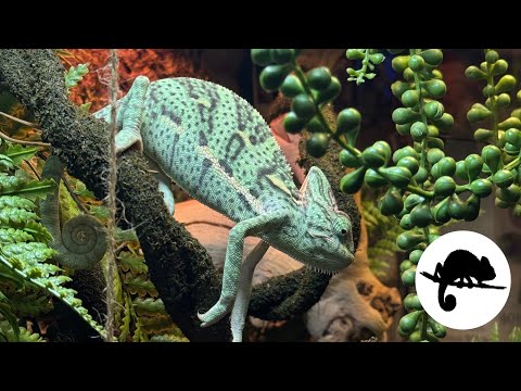 Видео: будни маленького хамелеона | как живет Сачи