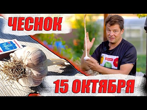 Видео: Озимый чеснок на зиму сажаем 15 октября, все про выращивание и хранение чеснока