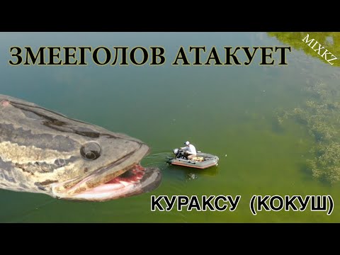 Видео: Рыбалка на Змееголова, Кураксу, Рыбалка Кокуш, Рыбалка в Талдыкоргане, Дикая Рыбалка