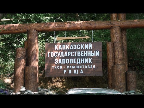 Видео: Тайны древнего леса: прогулка по Хосте. Тисо-самшитовая роща