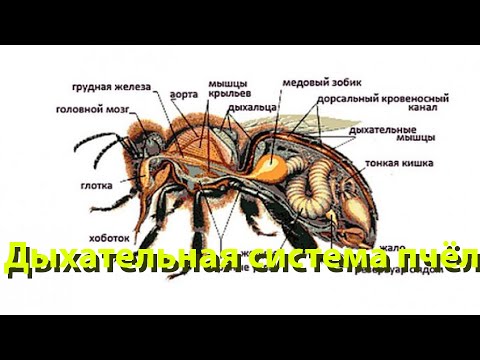 Видео: Профессор Кашковский: Дыхательная система пчёл