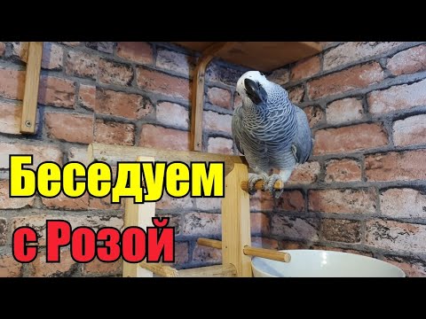 Видео: Жако Роза》Новое в репертуаре