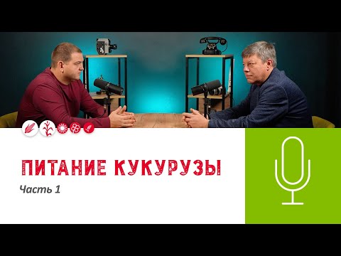 Видео: 🌽Подкаст «Питание кукурузы. Часть 1»