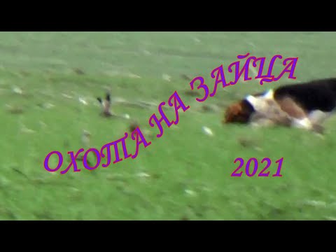 Видео: ОХОТА НА ЗАЙЦА 2021. Когда не ожидаешь, он появляется.