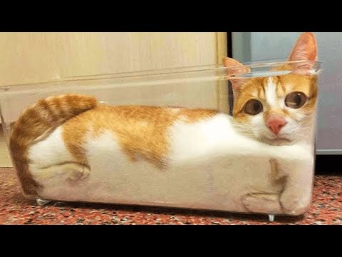 Видео: Смешные коты, которые вас разорвут! 🤣 | Постарайтесь не смеяться 😹 Часть 11
