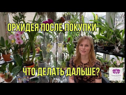 Видео: Орхидея после покупки. Что делать дальше?