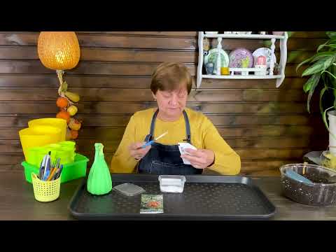 Видео: Помидоры на подоконнике. Начинаю новый сезон.