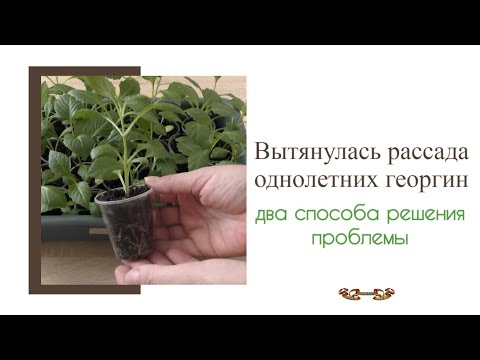 Видео: Георгина однолетняя из семян | Что делать если вытянулась рассада георгин