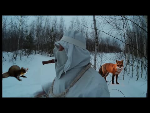 Видео: Манок с голосом куницы в деле.