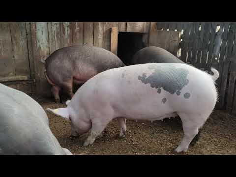 Видео: вес свиней плюс замер по таблице