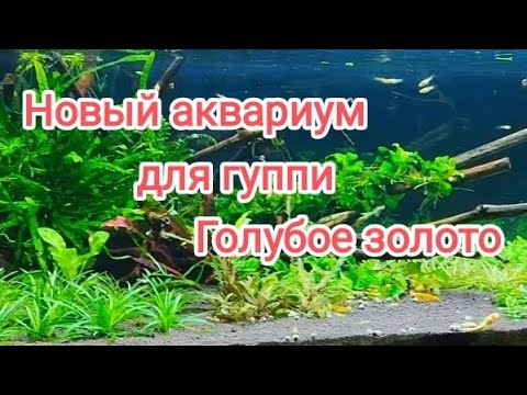 Видео: Оформил аквариум для рыбок гуппи Голубое золото