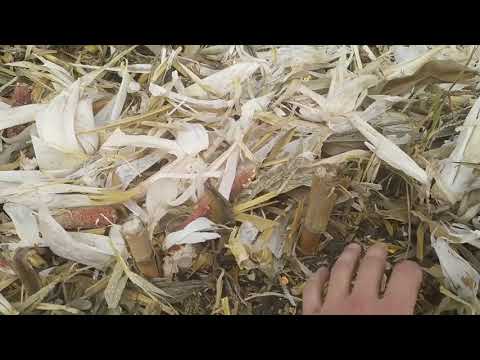 Видео: Обробіток ґрунту після кукурудзи🌽🌽🌽