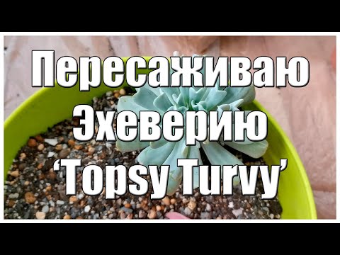 Видео: Пересаживаю Эхеверию ‘Topsy Turvy’