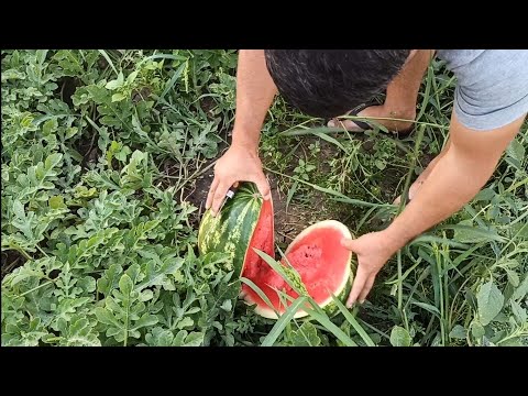 Видео: Кавун з поля Топган ОПТ