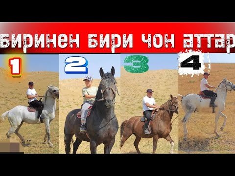Видео: Бири биринен чон аттар заман талабы стандарт 4 ат 