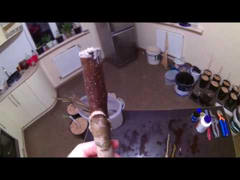 Видео: Зимняя прививка грецкого ореха. Walnut grafting . Результат через 11 суток!!!
