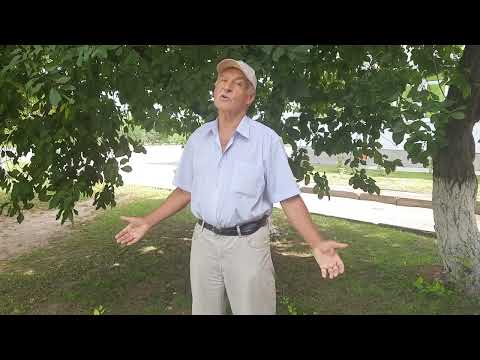 Видео: "Чарэшня"