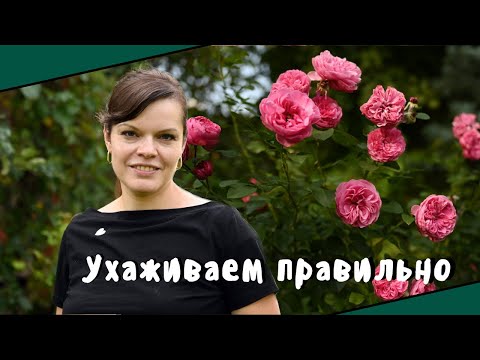 Видео: Как ухаживать за розами в августе и сентябре? / Розы в саду - продолжение