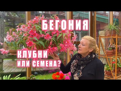 Видео: БЕГОНИЯ: семена или клубни?