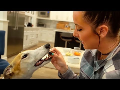 Видео: Реакция моей СОБАКИ на  ФРУКТЫ и ОВОЩИ - Дженна Марблс