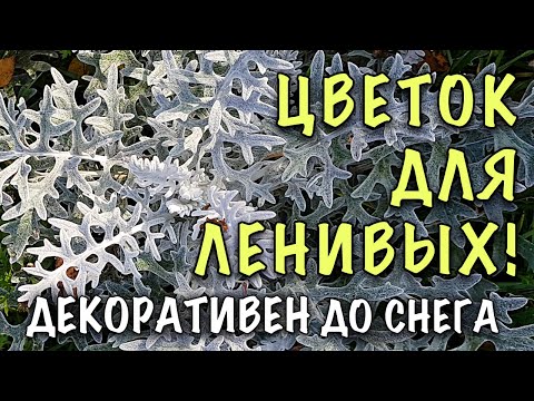Видео: СУПЕР НЕПРИХОТЛИВА! НЕ БОИТСЯ НИ ЗАСУХИ НИ ЗАМОРОЗКОВ! Как вырастить ЦИНЕРАРИЮ из СЕМЯН. ВСЕ СЕКРЕТЫ