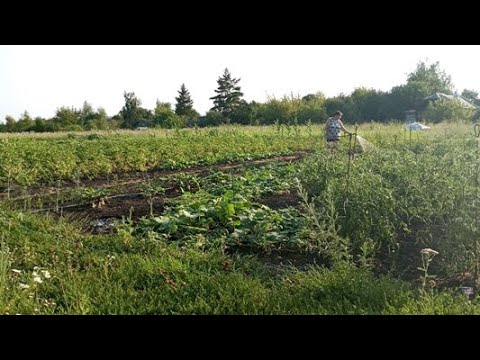 Видео: Жизнь в деревне,  Огород в июле, Обзор, События дня