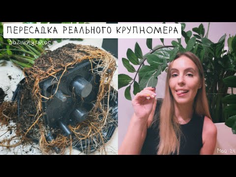 Видео: ПЕРЕСАДКА реального КРУПНОМЕРА / Замиокулькас / Май ‘24
