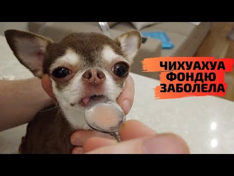 Видео: Болезнь сердца у чихуахуа Фондю. Можно ли вылечить? Как дать таблетку маленькой собаке?