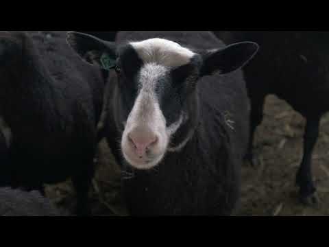 Видео: Овцеводство. Скрещивание, гибриды.