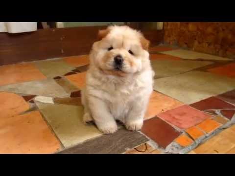 Видео: Кремовая девочка чау-чау 45 дней. 2014/ Cream girl chow-chow for 45 days. 2014