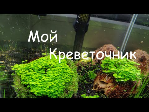 Видео: Мой Креветочник