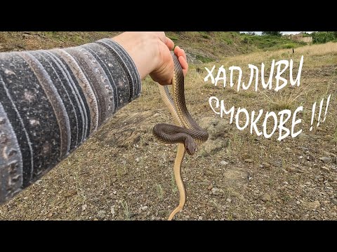 Видео: ХАПЛИВИ СМОКОВЕ BITEY WHIPSNAKES DOLICHOPHIS CASPIUS