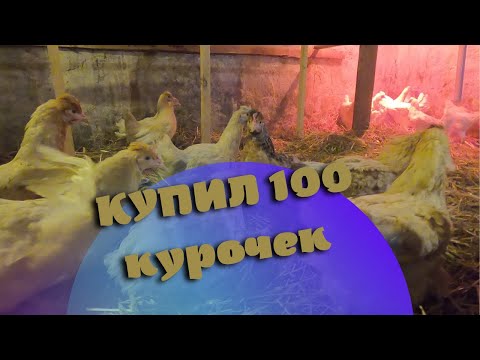 Видео: Купил 100 кур молодок. Жизнь в деревне.