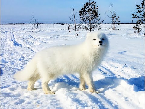 Видео: Песец-3: Возвращение пушистика! \ Arctic fox: the return of fluffy