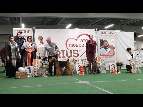 Видео: 18.10.2025, СПб. Клуб "Олимп-2" (РКФ, РФСС). Выставка собак всех пород "ЛЕТНИЙ ЗВЕЗДОПАД" (САС, ЧФ)