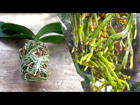 Видео: Сделайте это, когда пересаживая орхидею, через 10 дней у нее будет много корней, и она не засохнет