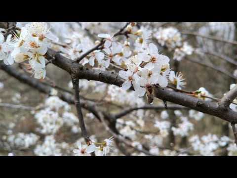 Видео: Развитие на пчелните семейства - 2