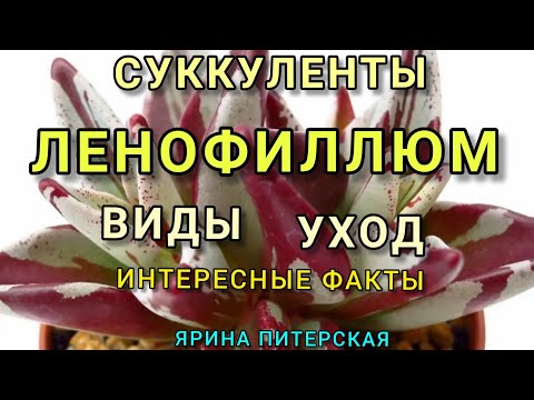 Видео: Ленофиллюм. Lenophillum. Уход. Интересные факты.