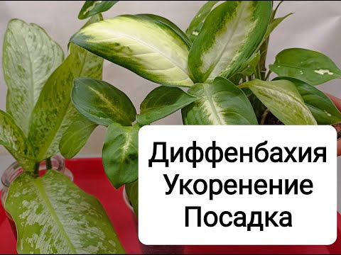 Видео: Диффенбахия. Укоренение. Посадка